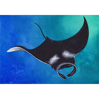 Aquarelle Le vol de la Raie Manta CatMat